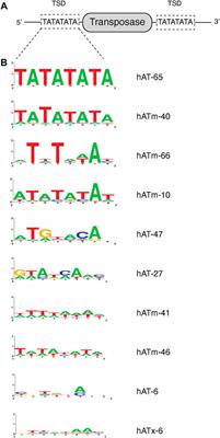 Insertion Specificity of the hATx-6 Transposase of Hydra magnipapillata